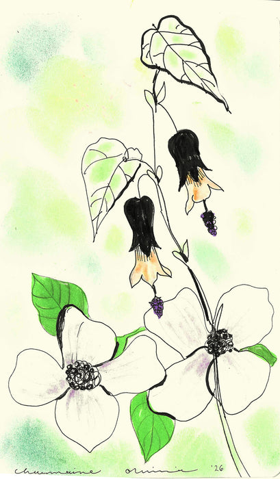 Bellflower and Dogwood Original Drawing
