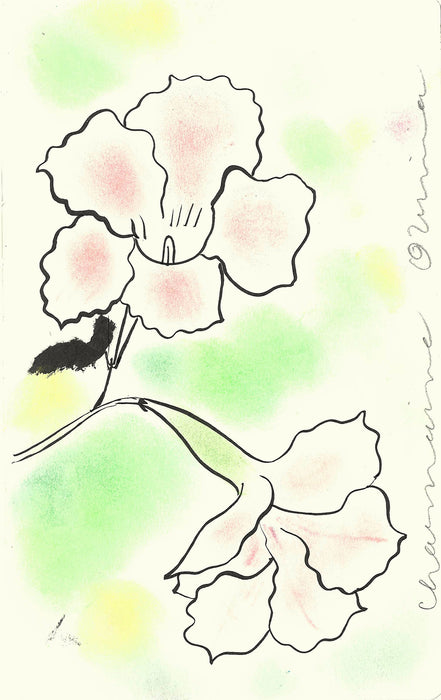 Mandevilla Original Drawing