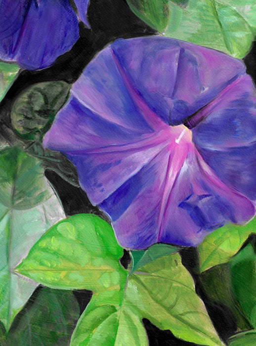 Morning Glory 16 x 20in Print