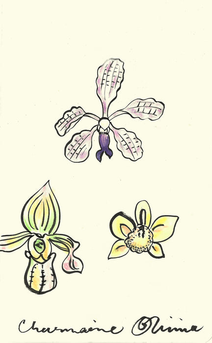 Orchids Original Drawing